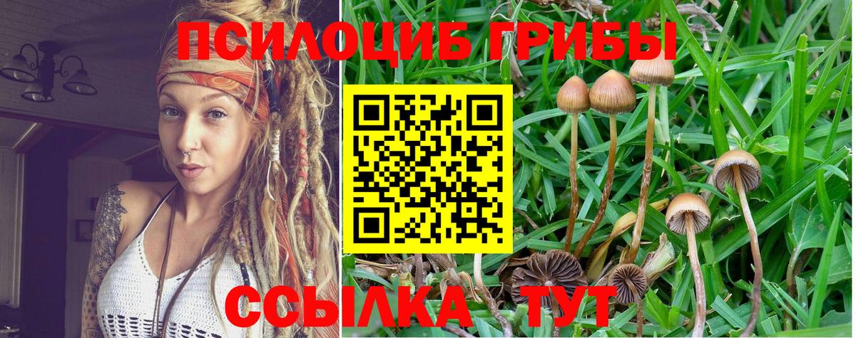 Галлюциногенные грибы Psilocybine cubensis Россия